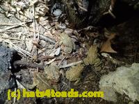 /home//u458753944/public_html/sourcegallery//Roxborough Toad Detour/2013-2019/2017/P4110698.JPG